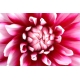 Naturbilder - Blumenfotos - Blume - Bild - Dahlie - Frhlingsbilder - Rosa