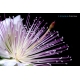 Naturbilder - Blumenfotos - Blume - Passionsfrucht - Blte