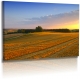 Naturbilder - Landschaft - Feld - Bild - Sonnenuntergang - Wiese