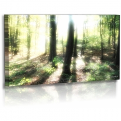 Naturbilder - Landschaft - Bild - Waldlichtung - Sonnenstrahlen - Bume